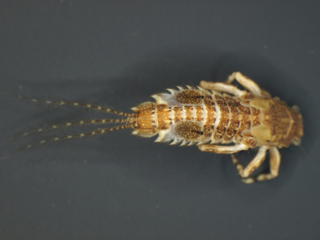 Eurylophella karelica 1